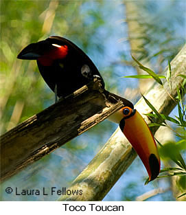 Toco Toucan - &copy; Laura L Fellows and Exotic Birding Tours