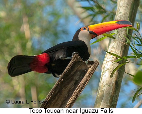 Toco Toucan - © James F Wittenberger and Exotic Birding LLC