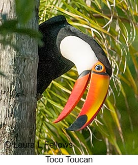 Toco Toucan - © Laura L Fellows and Exotic Birding LLC