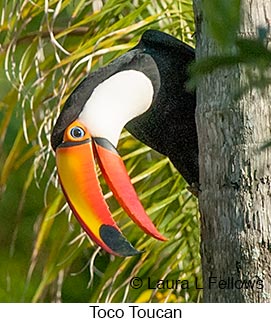 Toco Toucan - © Laura L Fellows and Exotic Birding LLC