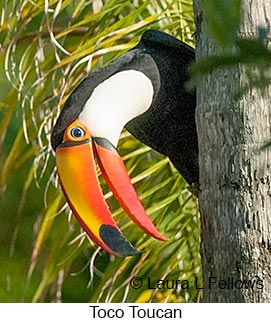 Toco Toucan - © Laura L Fellows and Exotic Birding LLC Toco Toucan - © Laura L Fellows and Exotic Birding LLC