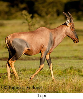 Topi - © Laura L Fellows and Exotic Birding LLC