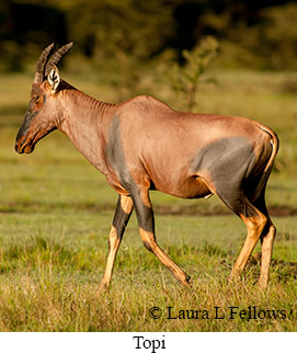 Topi - © Laura L Fellows and Exotic Birding Tours Topi - © Laura L Fellows and Exotic Birding Tours