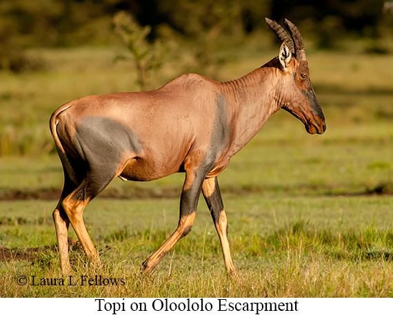 Topi - © Laura L Fellows and Exotic Birding LLC