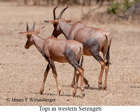 Topi - © James F Wittenberger and Exotic Birding LLC