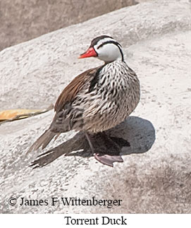 Torrent Duck - © James F Wittenberger and Exotic Birding LLC