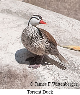 Torrent Duck - © James F Wittenberger and Exotic Birding LLC