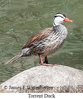 Torrent Duck - © James F Wittenberger and Exotic Birding LLC