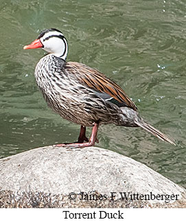 Torrent Duck - © James F Wittenberger and Exotic Birding LLC