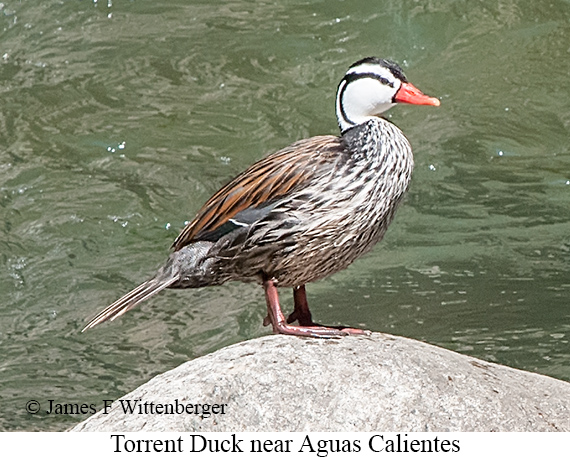 Torrent Duck - © James F Wittenberger and Exotic Birding LLC