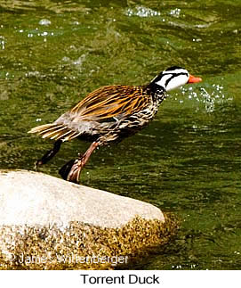 Torrent Duck - © James F Wittenberger and Exotic Birding LLC