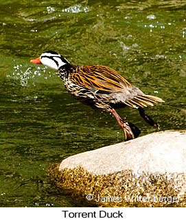 Torrent Duck - © James F Wittenberger and Exotic Birding LLC