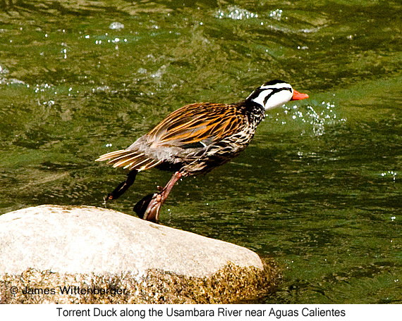 Torrent Duck - © James F Wittenberger and Exotic Birding LLC