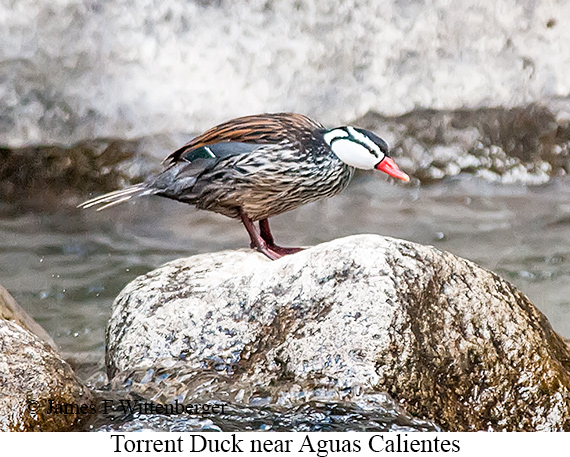 Torrent Duck - © James F Wittenberger and Exotic Birding LLC