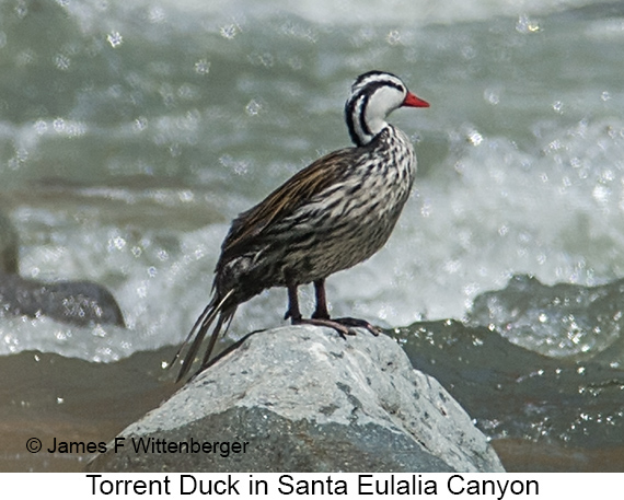 Torrent Duck - © James F Wittenberger and Exotic Birding LLC Torrent Duck - © James F Wittenberger and Exotic Birding LLC