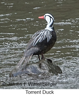 Torrent Duck - © James F Wittenberger and Exotic Birding LLC Torrent Duck - © James F Wittenberger and Exotic Birding LLC