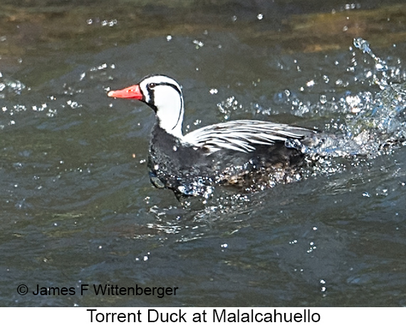 Torrent Duck - © James F Wittenberger and Exotic Birding LLC Torrent Duck - © James F Wittenberger and Exotic Birding LLC