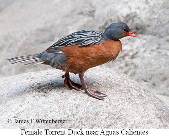 Torrent Duck - © The Photographer and Exotic Birding LLC
