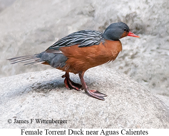 Torrent Duck - © James F Wittenberger and Exotic Birding LLC