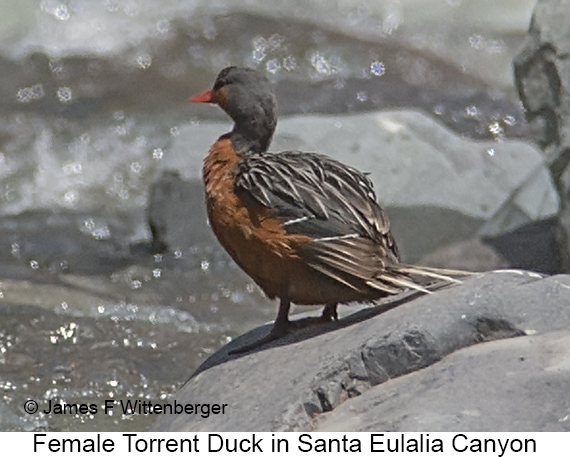 Female Torrent Duck - © James F Wittenberger and Exotic Birding LLC