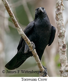 Torresian Crow - © James F Wittenberger and Exotic Birding LLC