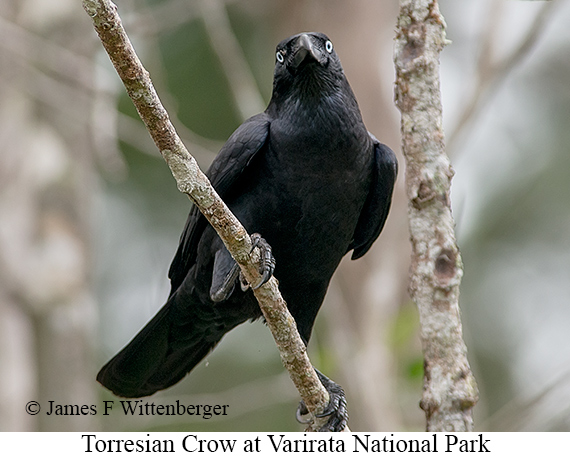 Torresian Crow - © James F Wittenberger and Exotic Birding LLC