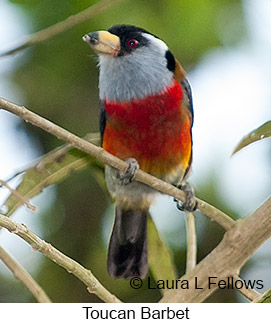 Toucan Barbet - © Laura L Fellows and Exotic Birding LLC