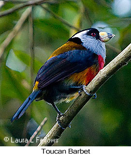 Toucan Barbet - © Laura L Fellows and Exotic Birding Tours