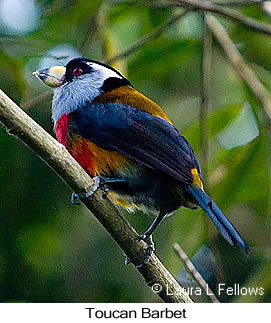 Toucan Barbet - &copy; Laura L Fellows and Exotic Birding tours