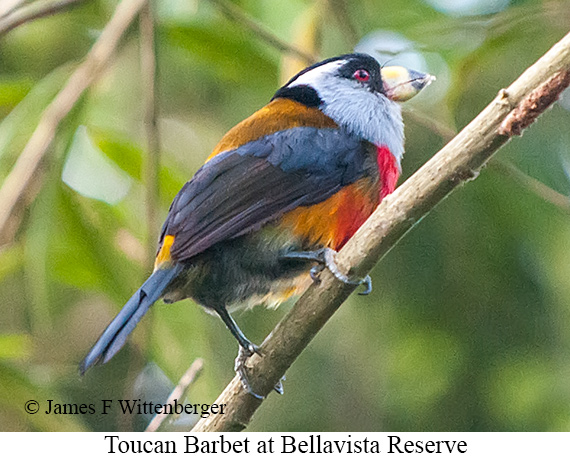 Toucan Barbet - &copy; James F Wittenberger and Exotic Birding LLC