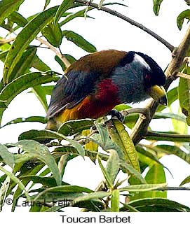 Toucan Barbet - © Laura L Fellows and Exotic Birding LLC