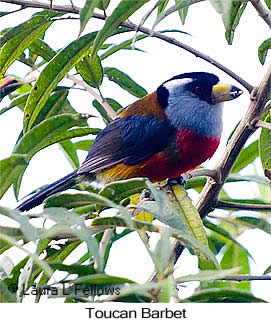 Toucan Barbet - © Laura L Fellows and Exotic Birding LLC