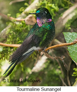 Tourmaline Sunangel - © Laura L Fellows and Exotic Birding LLC