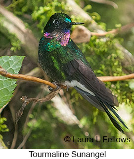 Tourmaline Sunangel - © Laura L Fellows and Exotic Birding LLC Tourmaline Sunangel - © Laura L Fellows and Exotic Birding LLC