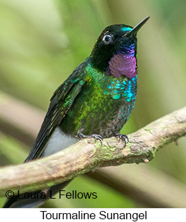 Tourmaline Sunangel - © Laura L Fellows and Exotic Birding LLC