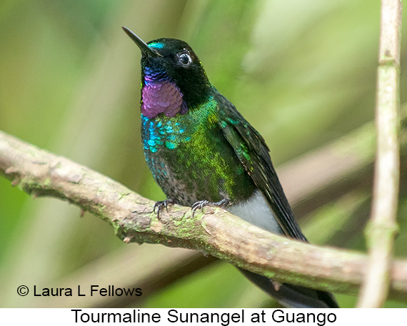 Tourmaline Sunangel - © Laura L Fellows and Exotic Birding LLC Tourmaline Sunangel - © Laura L Fellows and Exotic Birding LLC