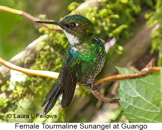 Tourmaline Sunangel - © Laura L Fellows and Exotic Birding LLC Tourmaline Sunangel - © Laura L Fellows and Exotic Birding LLC