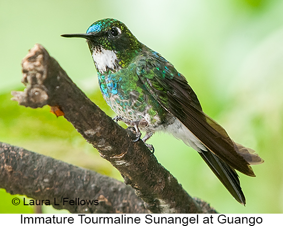 Tourmaline Sunangel - © Laura L Fellows and Exotic Birding LLC