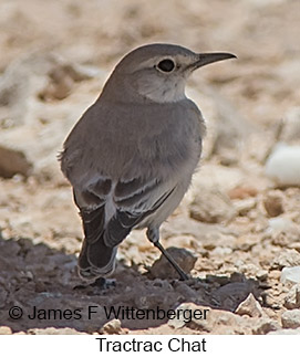 Tractrac Chat - © James F Wittenberger and Exotic Birding LLC