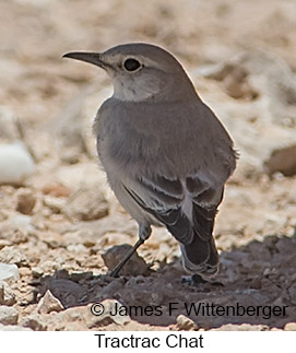 Tractrac Chat - © James F Wittenberger and Exotic Birding LLC Tractrac Chat - © James F Wittenberger and Exotic Birding LLC