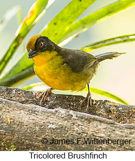 Tricolored Brushfinch - © James F Wittenberger and Exotic Birding LLC