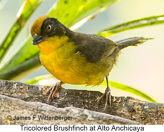 Tricolored Brushfinch - © James F Wittenberger and Exotic Birding LLC