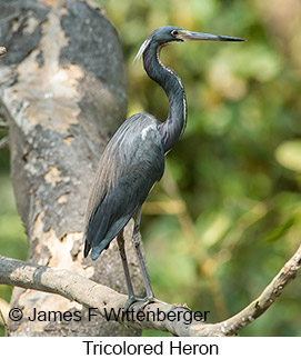 Tricolored Heron - © James F Wittenberger and Exotic Birding LLC