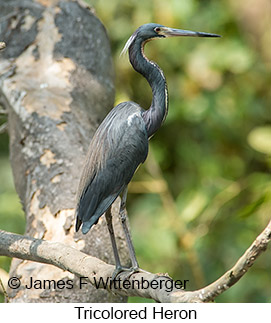 Tricolored Heron - © James F Wittenberger and Exotic Birding LLC Tricolored Heron - © James F Wittenberger and Exotic Birding LLC