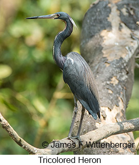 Tricolored Heron - © James F Wittenberger and Exotic Birding LLC