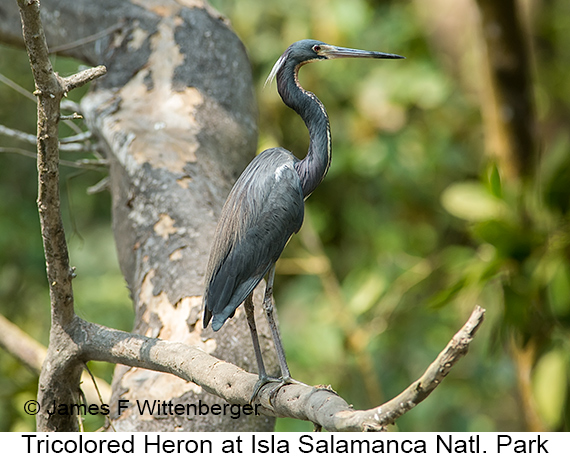 Tricolored Heron - © James F Wittenberger and Exotic Birding LLC