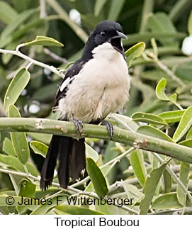 Tropical Boubou - © James F Wittenberger and Exotic Birding LLC