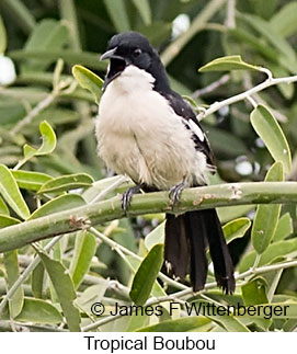 Tropical Boubou - © James F Wittenberger and Exotic Birding LLC Tropical Boubou - © James F Wittenberger and Exotic Birding LLC