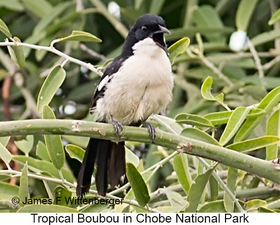 Tropical Boubou - © James F Wittenberger and Exotic Birding LLC Tropical Boubou - © James F Wittenberger and Exotic Birding LLC