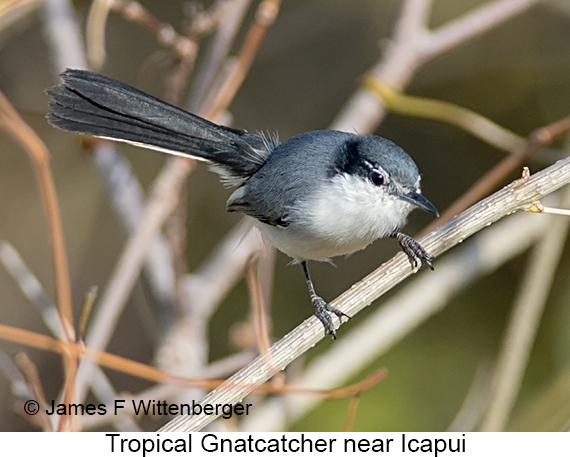 Tropical Gnatcatcher - © James F Wittenberger and Exotic Birding LLC Tropical Gnatcatcher - © James F Wittenberger and Exotic Birding LLC